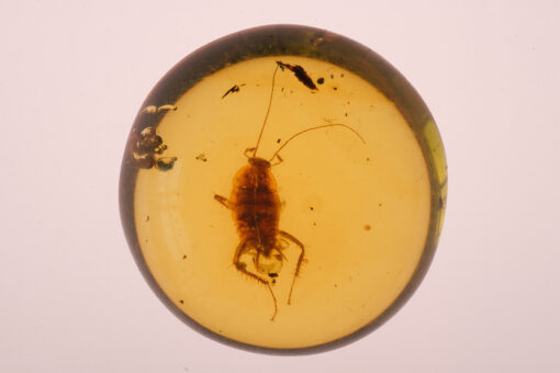 Cretaceous burmite roach in burmite amber