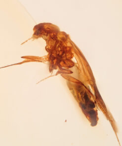 Cretaceous insect in burmite amber