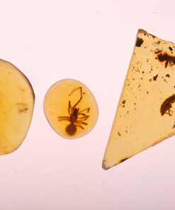 Cretaceous Burmite Insect in Amber