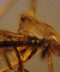 Ancient arachnid in Cretaceous Burmite Amber