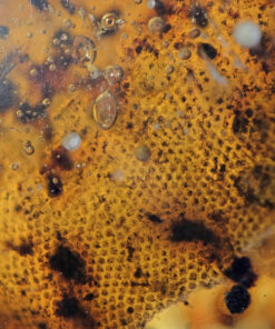 Dermato-osteological remains (both skin and bone are present) of vertebrate in Burmite Amber