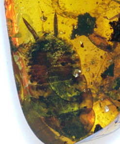 Cretaceous Insects share a single piece of amber as they are frozen inside burmite amber