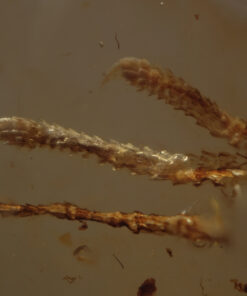 Close-up of immaculately preserved small curved claws from a vertebrate in Cretaceous Myanmar amber, showing fine keratin texture and segmented structure.