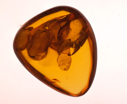 Cretaceous burmite kachin amber inclusion exhibiting embryonal structures in the inclusion consistent with possible crustacean origin