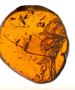 Currently understied, this piece of Burmite amber is very curious with its numerous inclusions. It appears to have long threadlike inclusions which could be bone. There are also extinct remnants of feather in the piece and bone