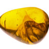 Very large yellow gold burmite amber with inclusion