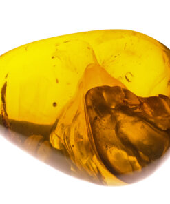 Very large yellow gold burmite amber with inclusion