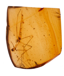 Phasmatodea Stick Insect in Burmite Amber