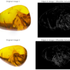 Edge Detected Burmite Amber Inclusion