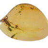 Cretaceous Scorpion in burmite amber with intact stinger