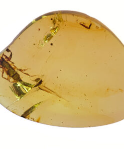 Cretaceous Scorpion in burmite amber with intact stinger