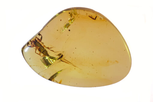 Cretaceous Scorpion in burmite amber with intact stinger