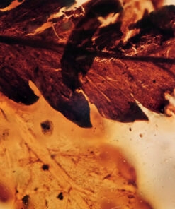 Cretaceous metasequoia in Burmite amber