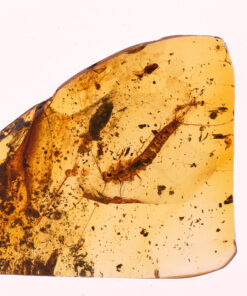 Silverfish, Zygentoma in Cretaceous Burmite Amber