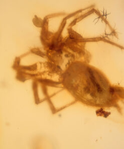 Ancient Arachnid in Burmite Amber