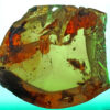 Cretaceous nymphal cockroach in Burmite amber