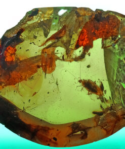 Cretaceous nymphal cockroach in Burmite amber