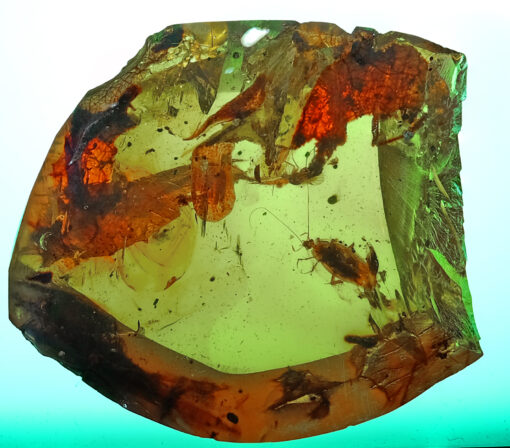 Cretaceous nymphal cockroach in Burmite amber