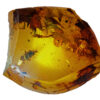 Cretaceous nymphal cockroach in Burmite amber