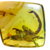Prehistoric Burmite Scorpion in amber