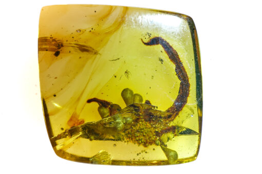 Prehistoric Burmite Scorpion in amber