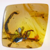 Prehistoric Burmite Scorpion in amber