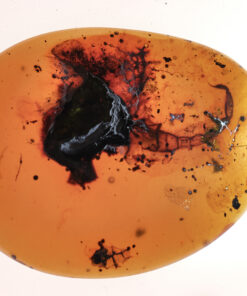 Probable Burmesescorpiops in Burmese Kachin Burmite amber 99 million year old Cretaceous