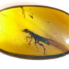 Cretaceous neuropteran mantidfly in Kachin Amber