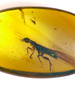 Cretaceous neuropteran mantidfly in Kachin Amber