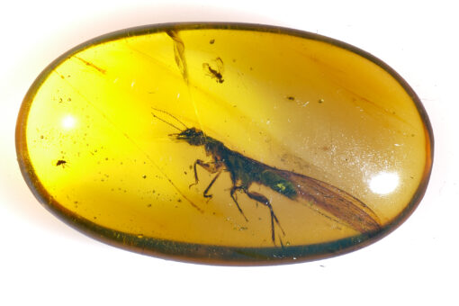 Cretaceous neuropteran mantidfly in Kachin Amber