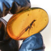 Cretaceous neuropteran mantidfly in Kachin Amber