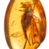 Cretaceous diptera in Burmite amber