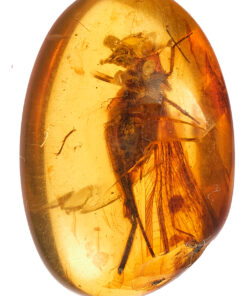 Cretaceous diptera in Burmite amber