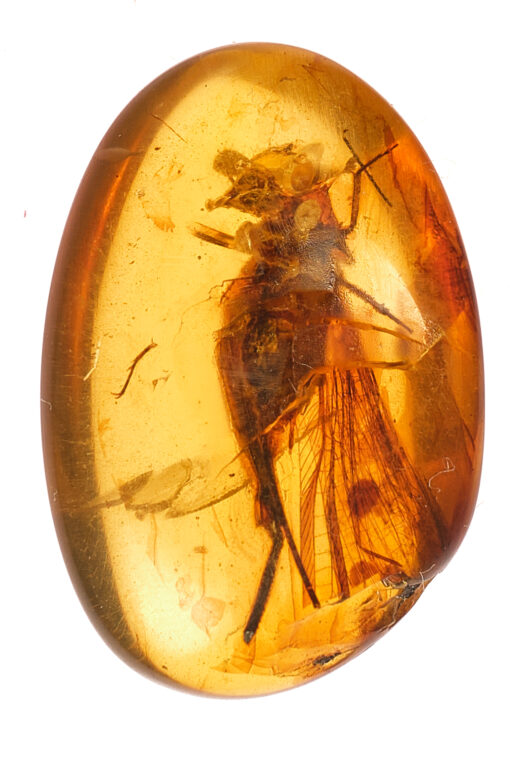 Cretaceous diptera in Burmite amber