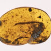 Scorpion (Scorpiones indet.) in Burmese amber. Mesosomal tergites,