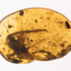 Scorpion (Scorpiones indet.) in Burmese amber. Mesosomal tergites,