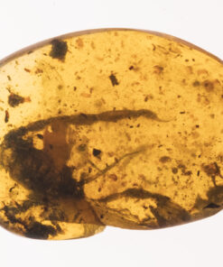 Scorpion (Scorpiones indet.) in Burmese amber. Mesosomal tergites,