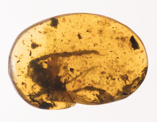 Scorpion (Scorpiones indet.) in Burmese amber. Mesosomal tergites,