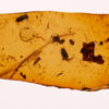 Burmese amber cabochon with a mid-Cretaceous (~99 Ma) pennaceous feather: clear rachis, opposed barbs with fine barbules, plus gnat/plant syninclusions; Hukawng Valley, Myanmar