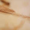 Close-up of pennaceous-to-plumulaceous transition on a Cretaceous feather in Burmese amber, dense barbules and soft fringing from the avian/theropod lineage