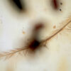 Microphotograph of Cretaceous feather in Burmese amber showing rachis and ordered barbs with distinct barbules—direct evidence of avian/theropod integumen