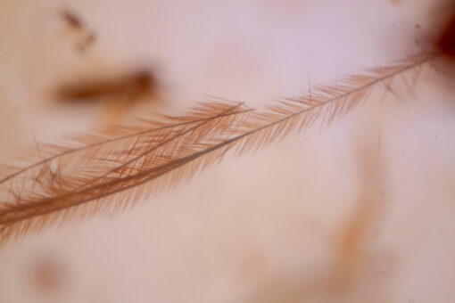 Detail of barbules on a Cretaceous feather trapped in Burmese amber; branching filaments and vane architecture visible, Hukawng Valley, Myanmar.