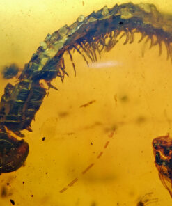 Macro view of a rare Cretaceous Millipede (Diplopoda) fossil inclusion in Burmite amber, clearly showing the segmented body and the defining two pairs of legs on each segment.