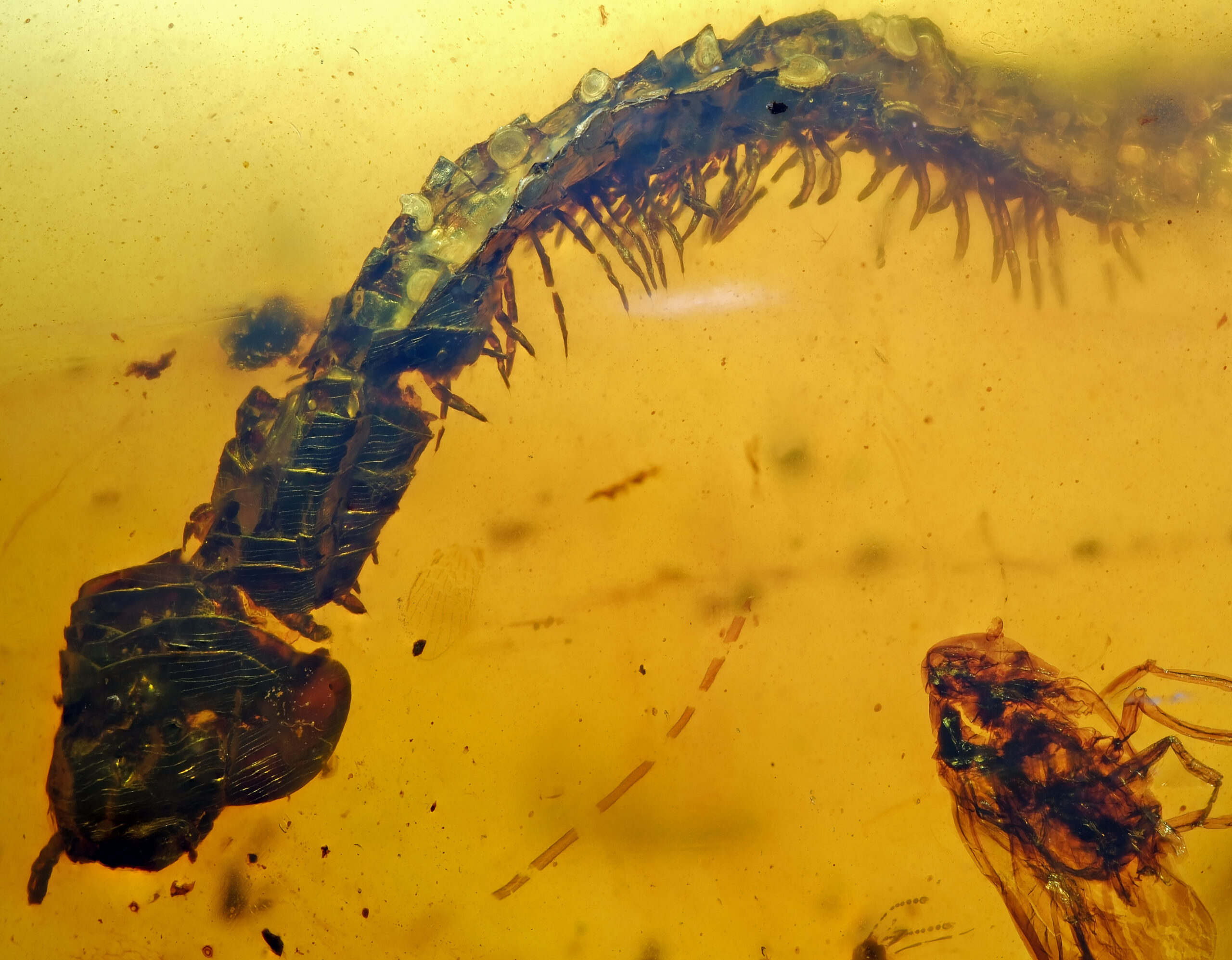 cn-02-25-1-resize Macro view of a rare Cretaceous Millipede (Diplopoda) fossil inclusion in Burmite amber, clearly showing the segmented body and the defining two pairs of legs on each segment.