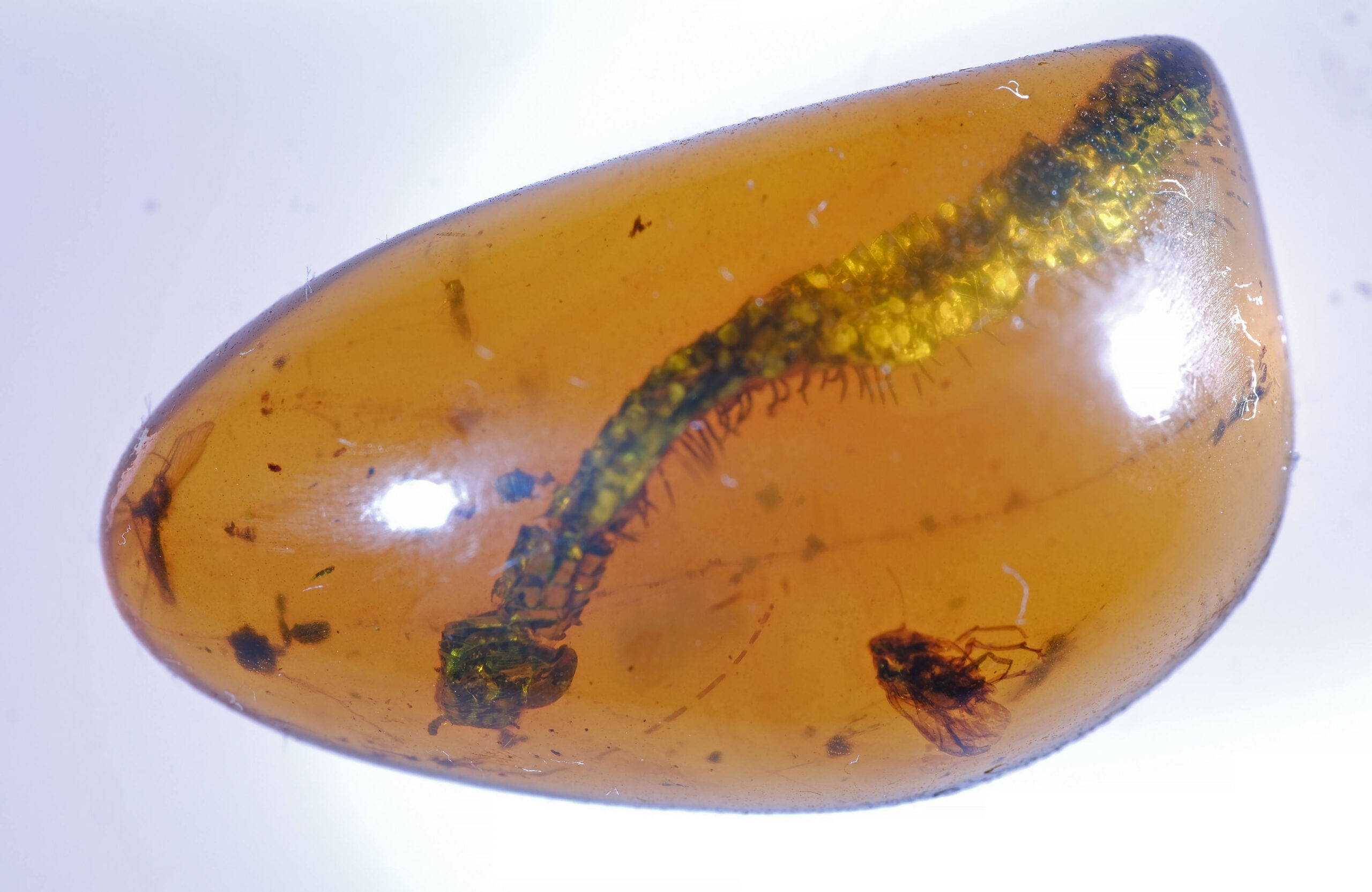 cn-02-25-w-resize Polished 10.585 carat Burmese Amber cabochon containing a complete Millipede fossil inclusion, preserved in a natural curved posture within the golden-brown matrix.