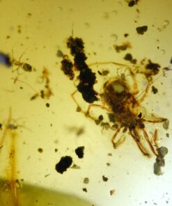 Macro image of Cretaceous wasp inclusion inside Burmese amber with surrounding fungal bodies and micro-arthropods