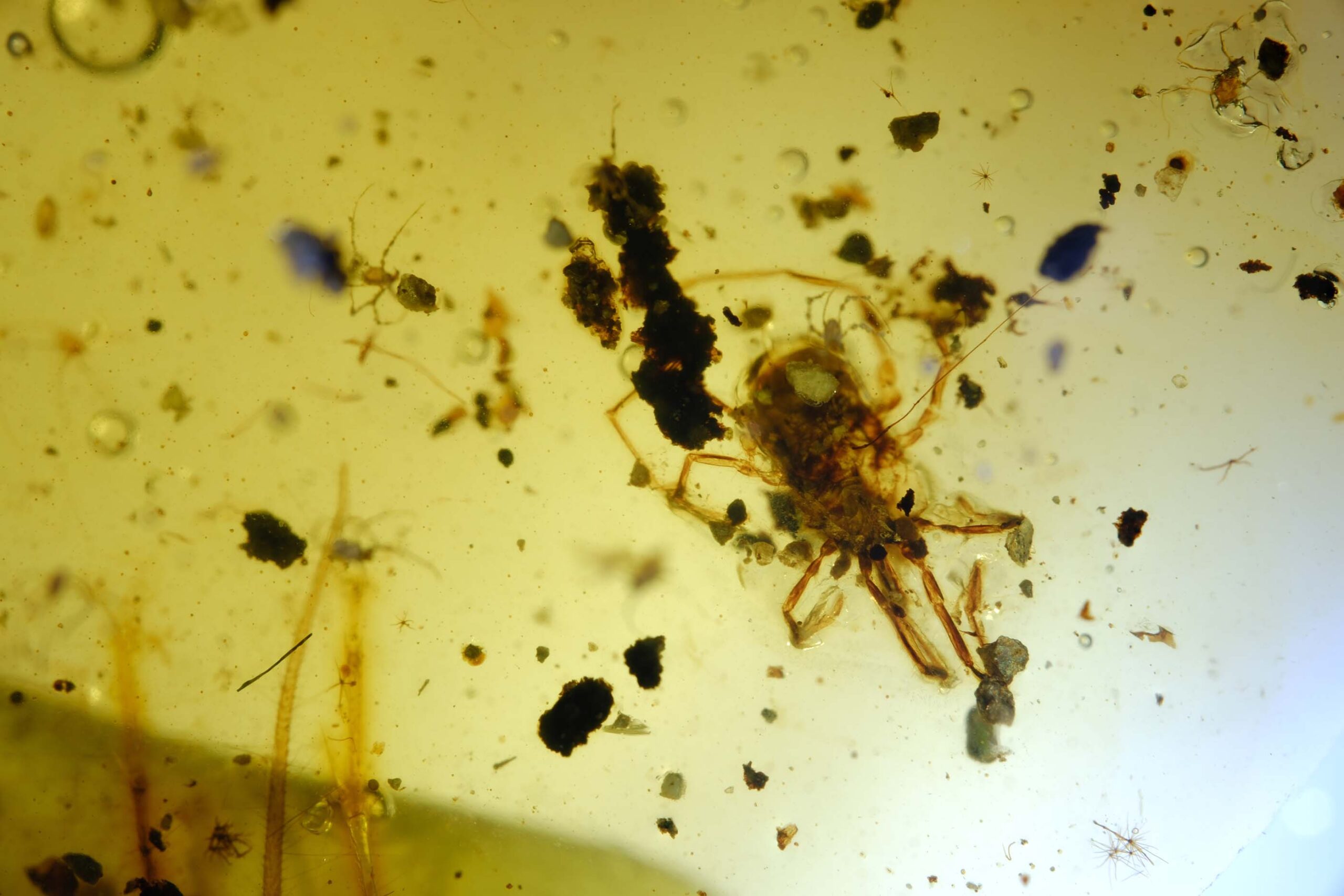 insect-party-1-resize Macro image of Cretaceous wasp inclusion inside Burmese amber with surrounding fungal bodies and micro-arthropods