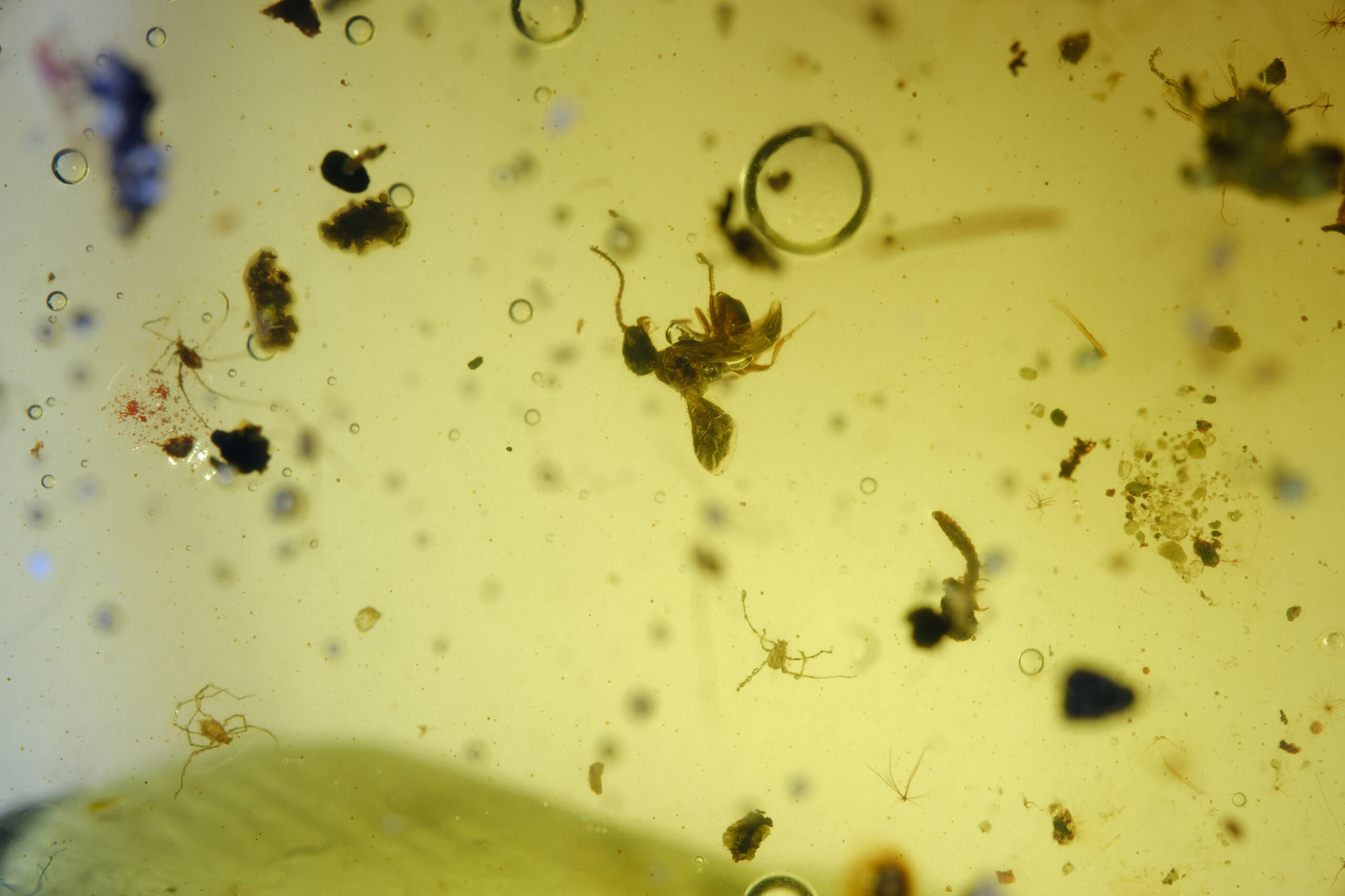 insect-party-2-resize Close-up of preserved arachnid in Burmite amber showing legs and body detail under transmitted light