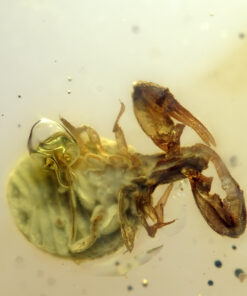 Close-up ventral view of a Cretaceous pseudoscorpion preserved in clear yellow burmite amber. The pedipalps and chelae are prominently extended, showing fine detail, with the rounded, textured abdomen visible behind it. Small resin bubbles and microscopic debris surround the inclusion.