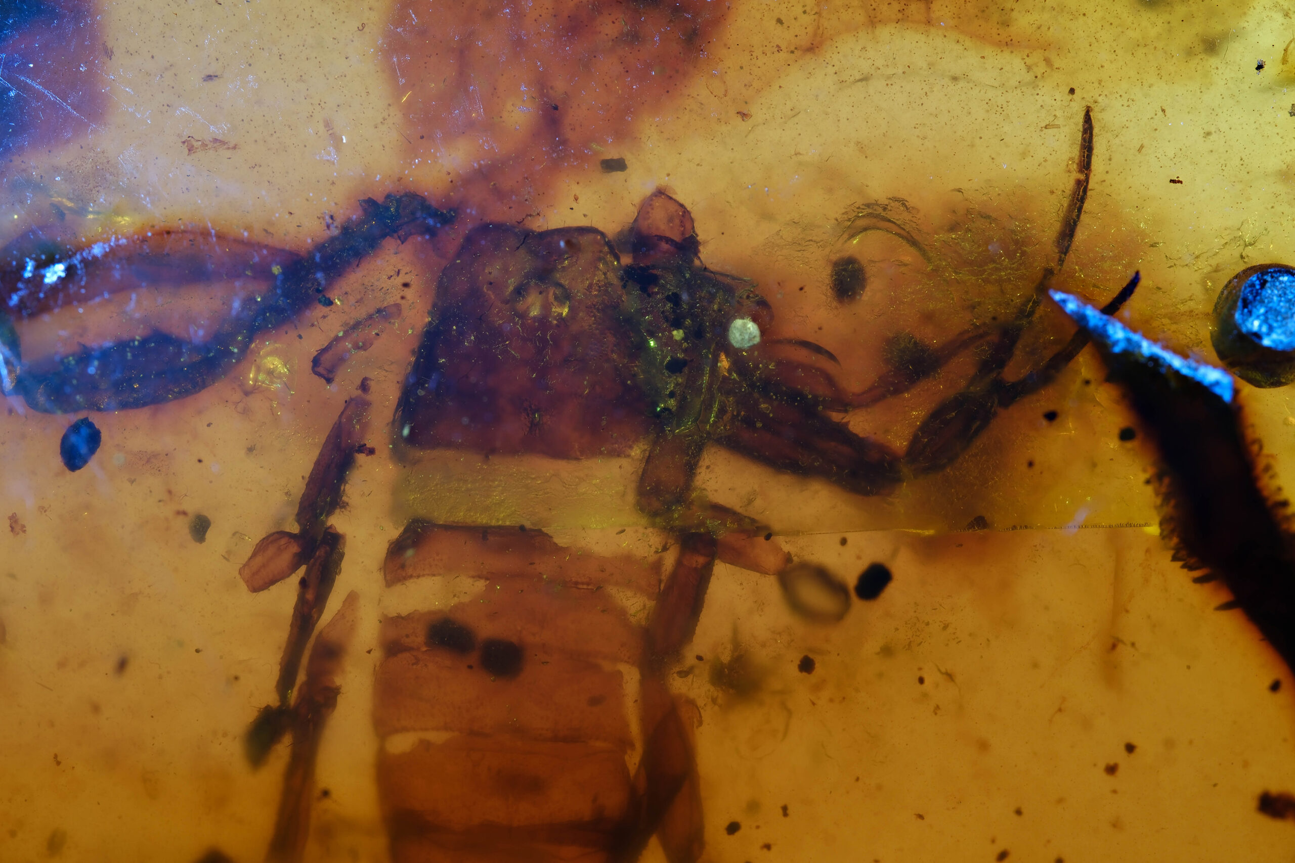 sc-021-25-resize Macro image of scorpion inclusion in Burmite amber showing mesosoma, pedipalps, and preserved body structures